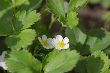 İlkbahar çiçekleri