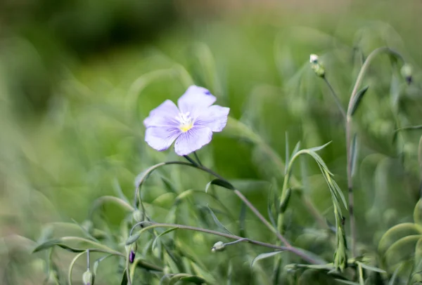 Frühlingsblumen — Stockfoto