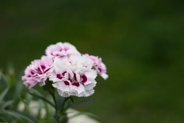 Вернальные цветы — стоковое фото