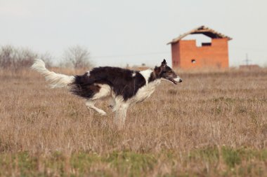 Köpek.