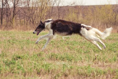 Köpek.
