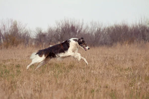 O cão — Fotografia de Stock