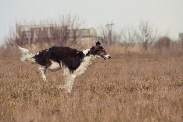 O cão — Fotografia de Stock