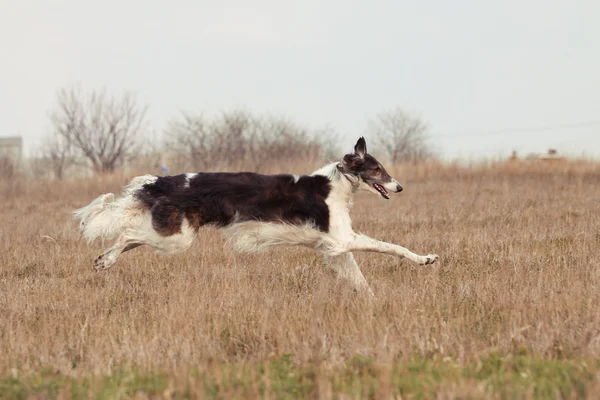 O cão — Fotografia de Stock