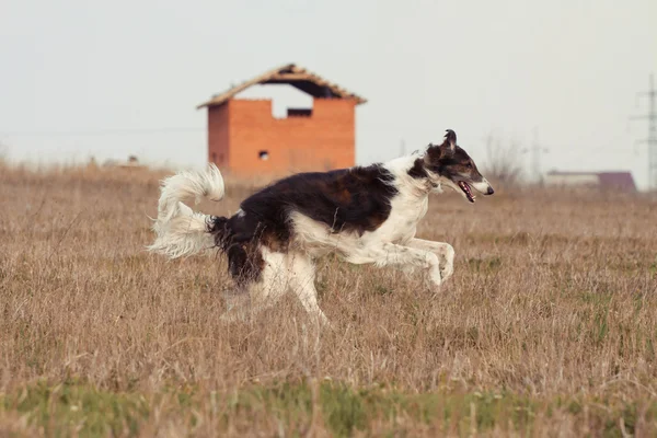 A kutya. — Stock Fotó