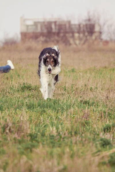 O cão — Fotografia de Stock