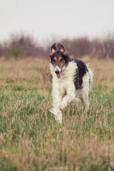 Il cane. — Foto Stock