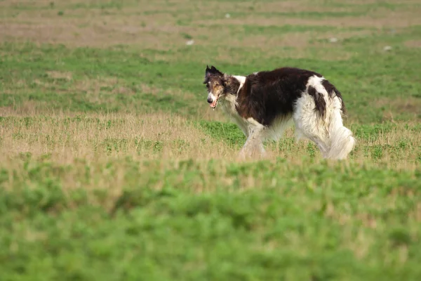 O cão — Fotografia de Stock