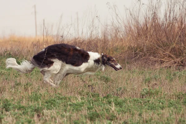 Hunden — Stockfoto