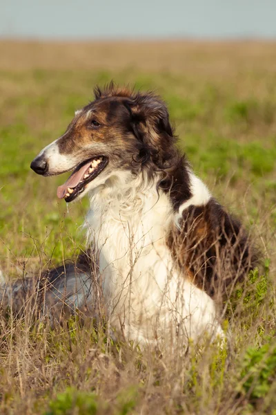 Il cane. — Foto Stock