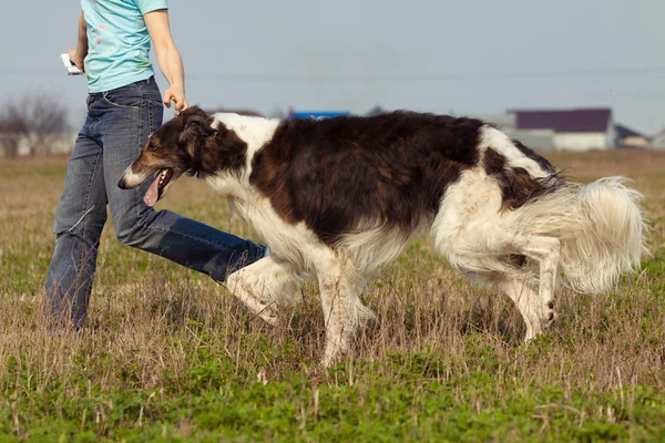 De hond — Stockfoto