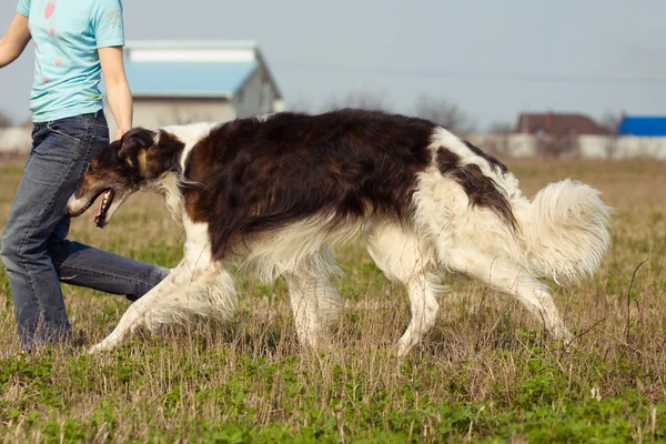 De hond — Stockfoto