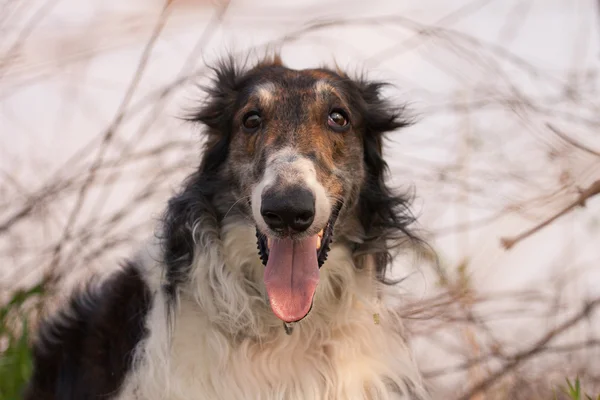 De hond — Stockfoto