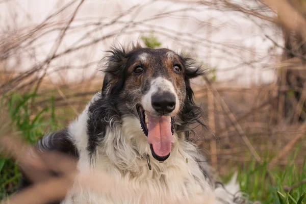 O cão — Fotografia de Stock