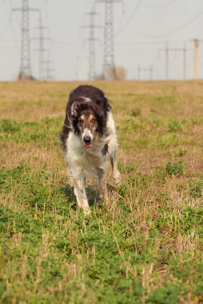 O cão — Fotografia de Stock