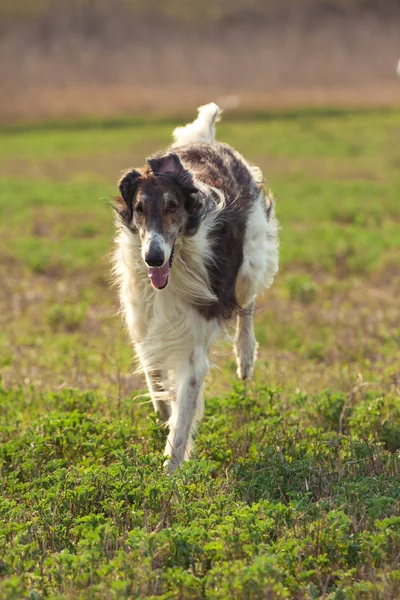 Il cane. — Foto Stock