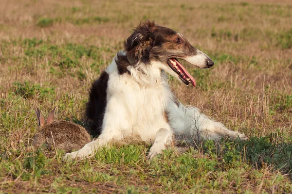 Il cane. — Foto Stock