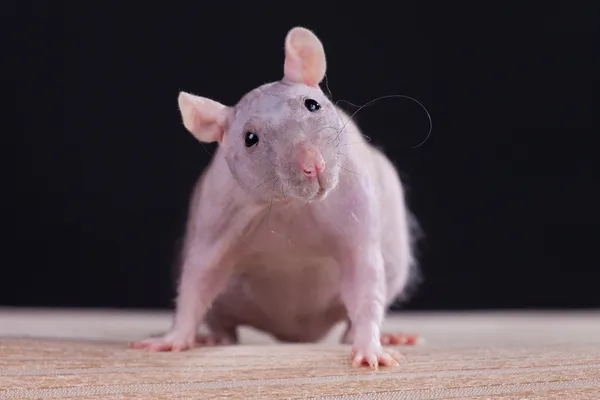 De Rat — Stockfoto