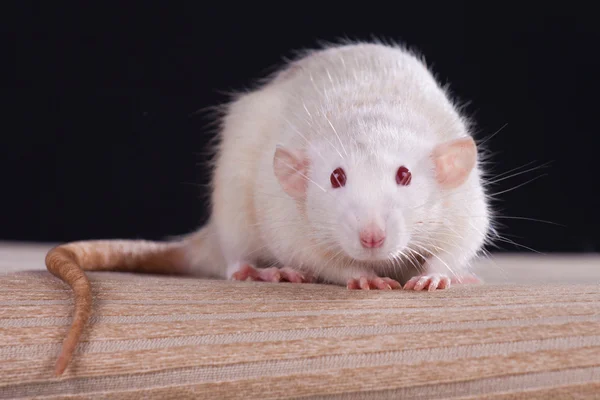 Szczur — Zdjęcie stockowe