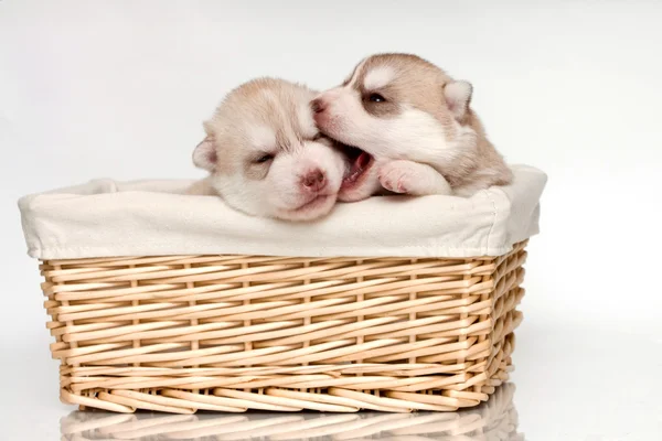 Cachorro recém-nascido — Fotografia de Stock