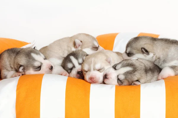 Cachorro recién nacido — Foto de Stock