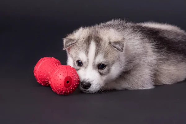 Újszülött szibériai husky kiskutya — Stock Fotó