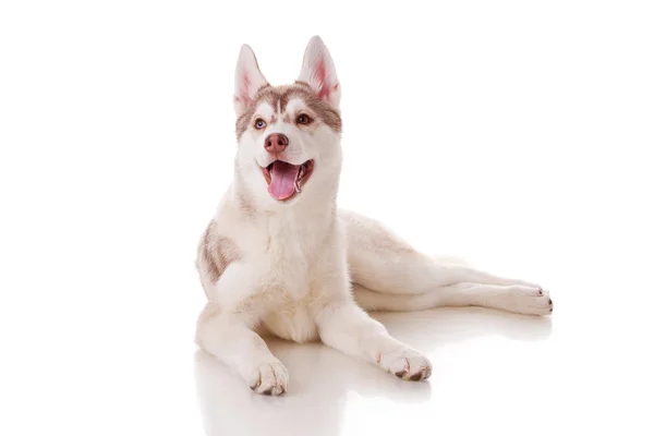 Husky — Stockfoto