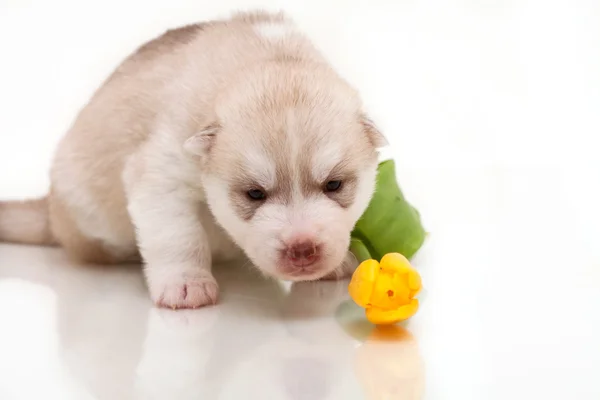 Pasgeboren pup — Stockfoto