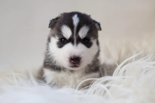 Husky — Stock Fotó