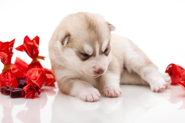 Cachorro recém-nascido — Fotografia de Stock