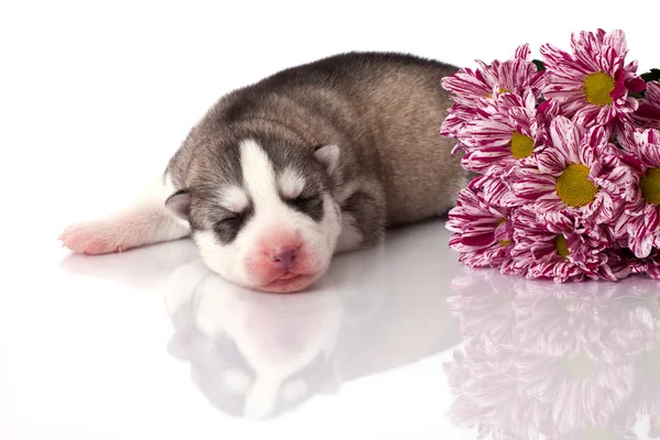 Novorozené štěně — Stock fotografie