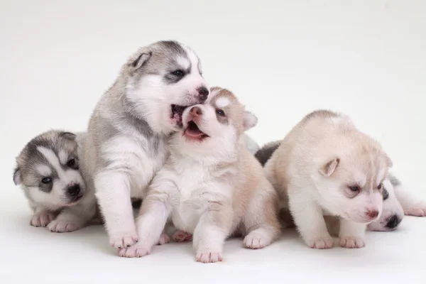 新生的西伯利亚哈士奇犬 — 图库照片