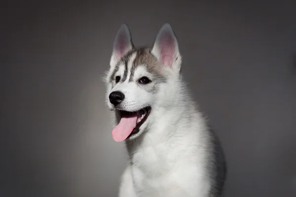 生まれたての子犬 — ストック写真