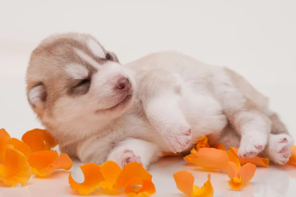 Cachorro recién nacido —  Fotos de Stock