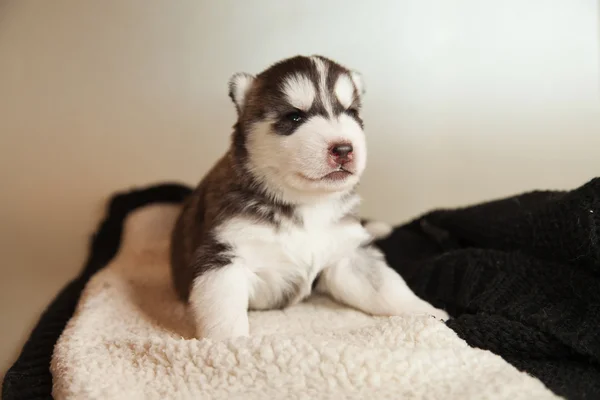 Husky — Stock Fotó