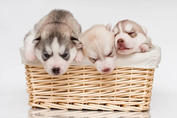 Newborn puppy — Stock Photo, Image