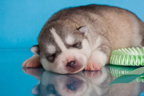 Cucciolo appena nato — Foto Stock