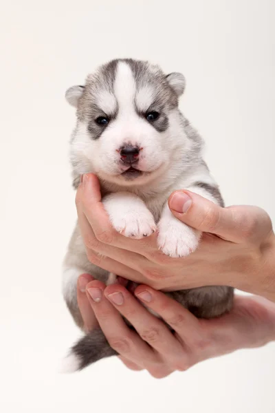 Cachorro recém-nascido — Fotografia de Stock