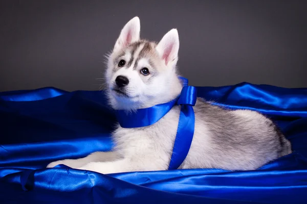 生まれたての子犬 — ストック写真