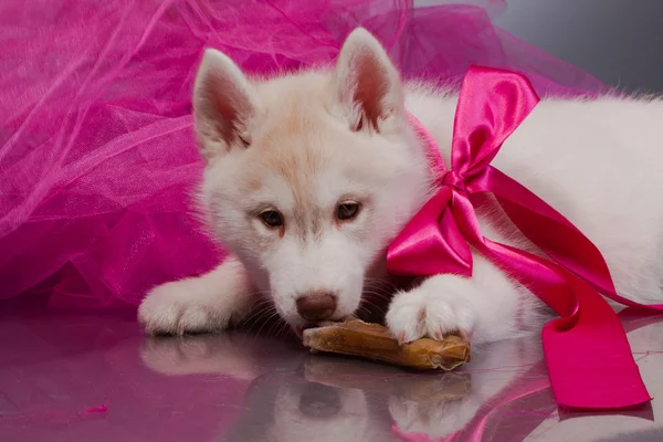 Newborn puppy — Stock Photo, Image