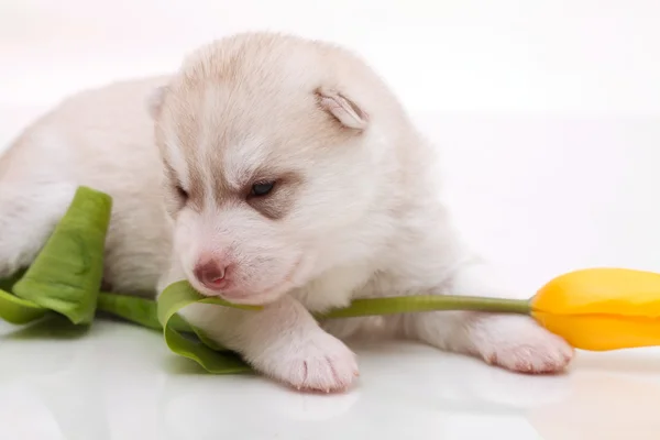 Cachorro recién nacido —  Fotos de Stock