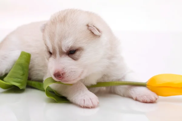 Cachorro recém-nascido — Fotografia de Stock