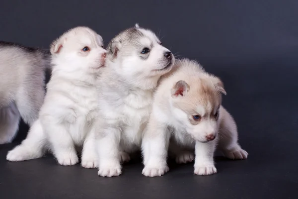 Cachorro recién nacido —  Fotos de Stock