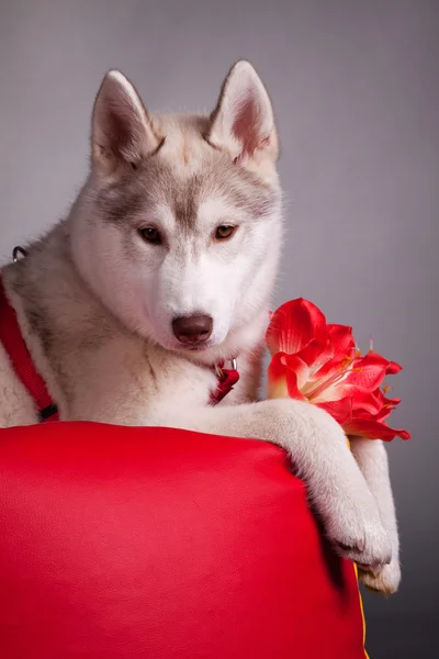 生まれたての子犬 — ストック写真