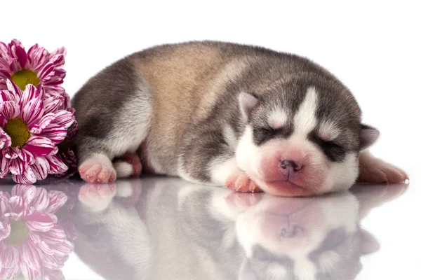 Новорожденный щенок — стоковое фото