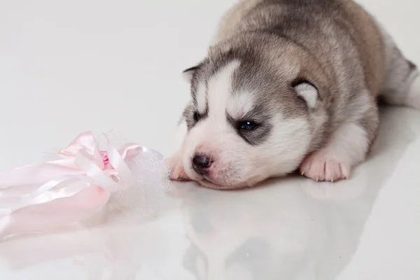 Anak anjing yang baru lahir — Stok Foto