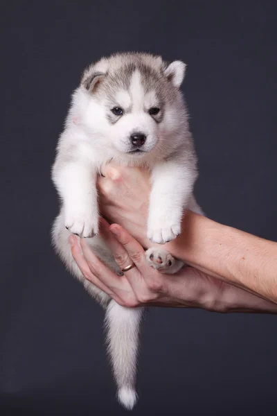 Cachorro recién nacido — Foto de Stock