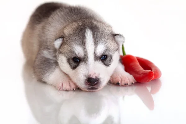 Cucciolo appena nato — Foto Stock