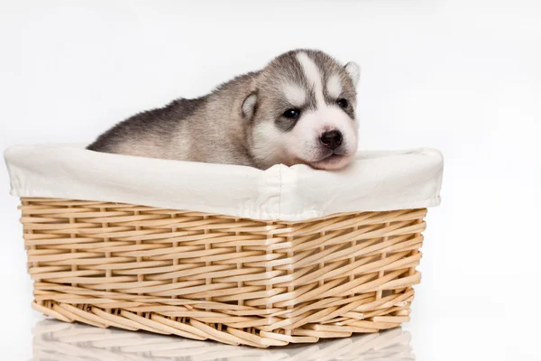 Cachorro recién nacido —  Fotos de Stock