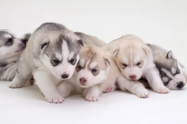 Newborn siberian husky puppy — Stock Photo, Image